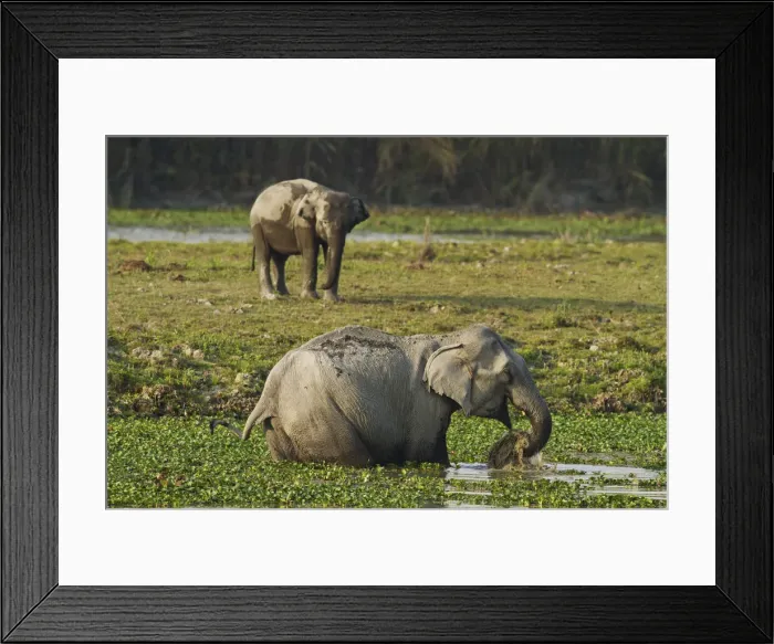 Framed Print : DDE-90024520 Framed Print : DDE-90024520
