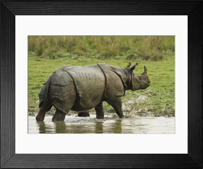 Framed Print : DDE-90024521 Framed Print : DDE-90024521
