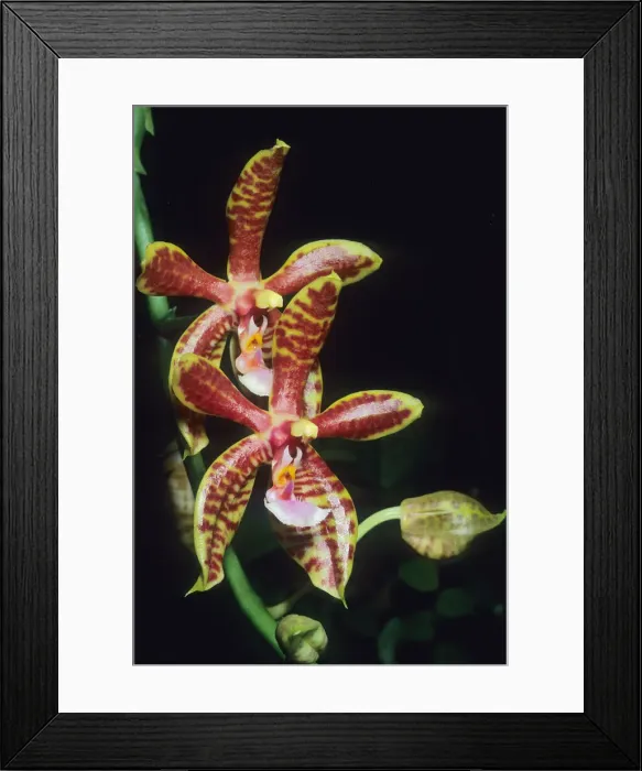 Framed Print : DDE-90024523 Framed Print : DDE-90024523