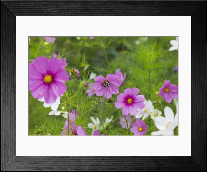 Framed Print : DDE-90024529 Framed Print : DDE-90024529