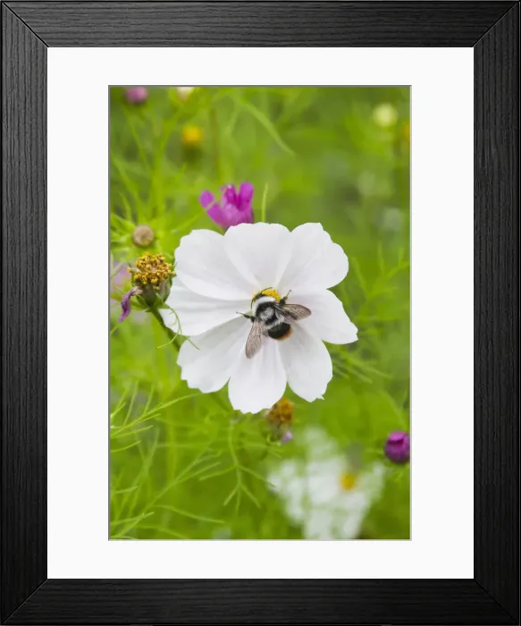 Framed Print : DDE-90024530 Framed Print : DDE-90024530