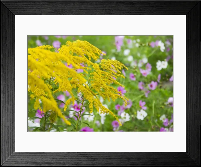 Framed Print : DDE-90024531 Framed Print : DDE-90024531