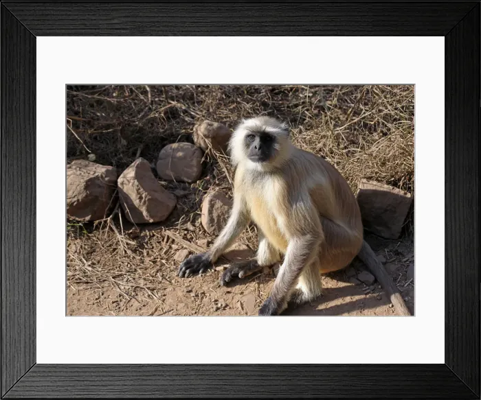 Framed Print : DDE-90024545
