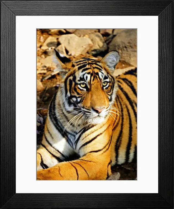 Framed Print : DDE-90024546 Framed Print : DDE-90024546