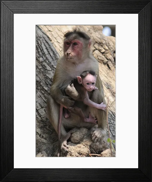 Framed Print : DDE-90024552 Framed Print : DDE-90024552
