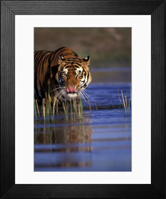 Framed Print : DDE-90024554 Framed Print : DDE-90024554