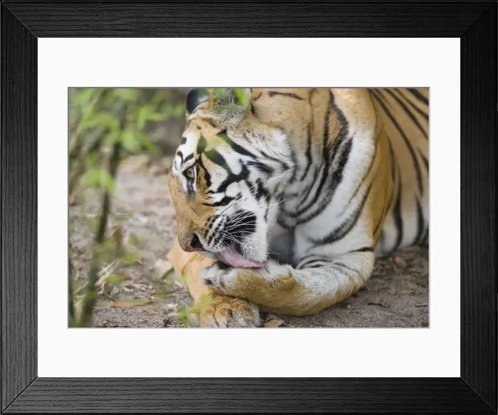 Framed Print : DDE-90024555 Framed Print : DDE-90024555