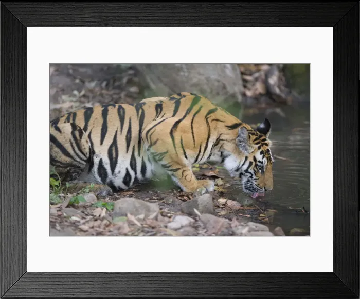 Framed Print : DDE-90024556
