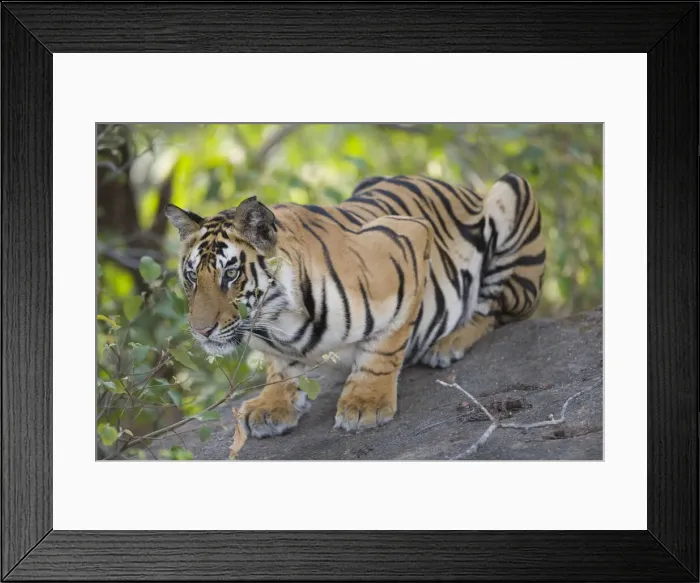 Framed Print : DDE-90024557 Framed Print : DDE-90024557