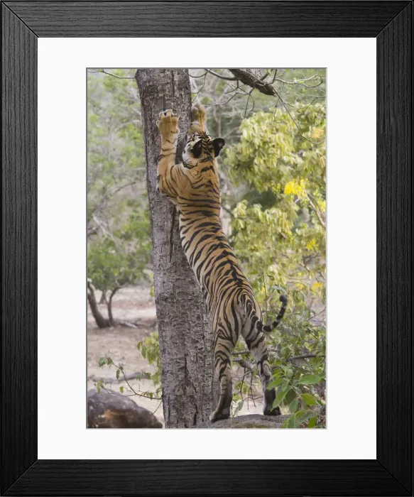Framed Print : DDE-90024558 Framed Print : DDE-90024558