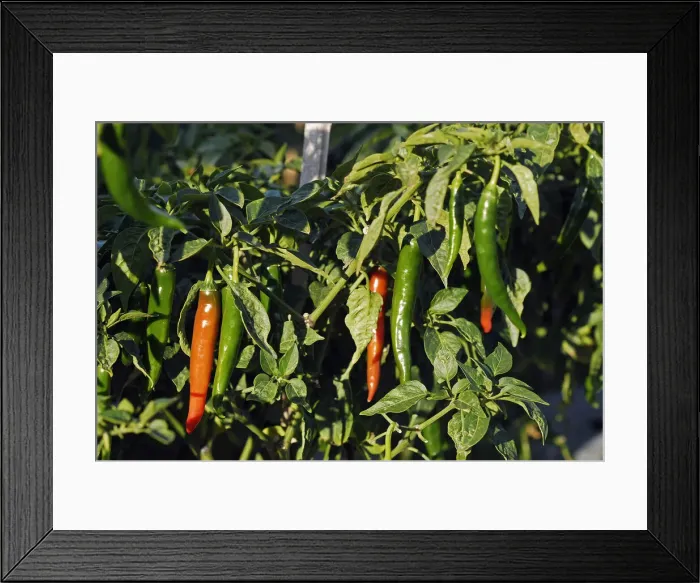 Framed Print : DDE-90024560 Framed Print : DDE-90024560