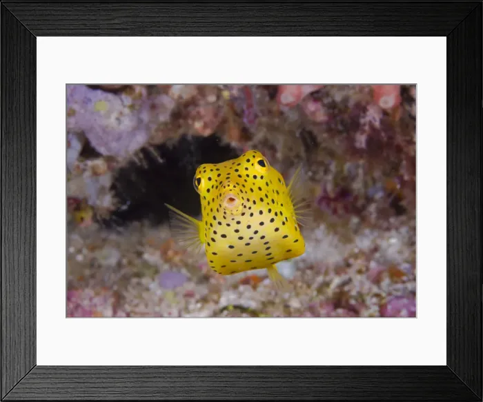Framed Print : DDE-90024570 Framed Print : DDE-90024570