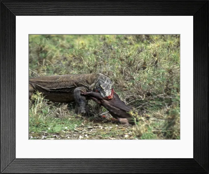 Framed Print : DDE-90024571 Framed Print : DDE-90024571