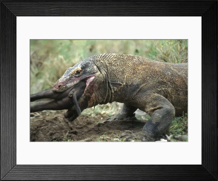 Framed Print : DDE-90024572 Framed Print : DDE-90024572
