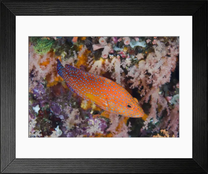 Framed Print : DDE-90024573 Framed Print : DDE-90024573