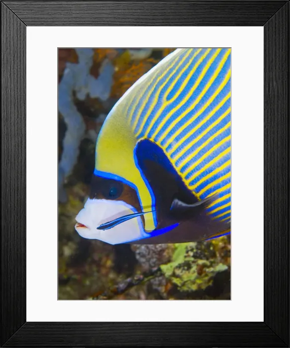Framed Print : DDE-90024574
