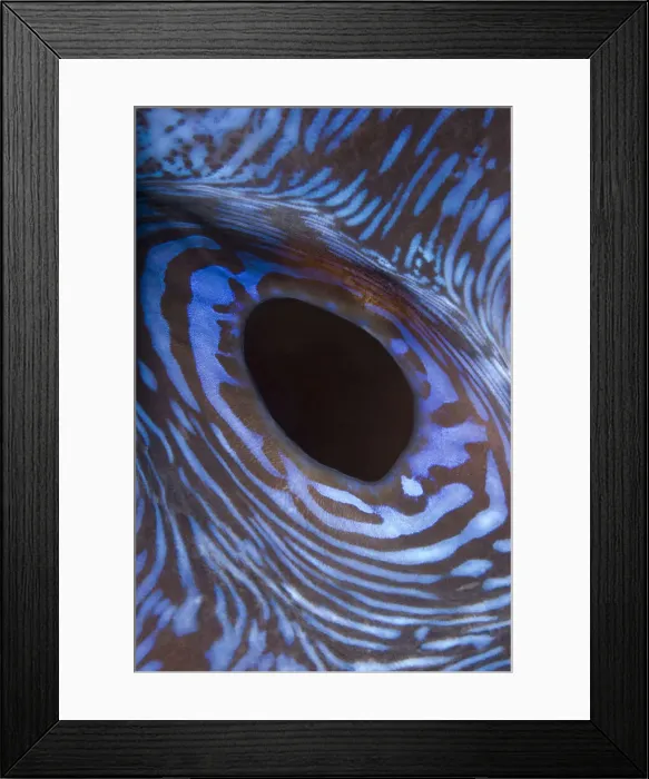 Framed Print : DDE-90024576 Framed Print : DDE-90024576