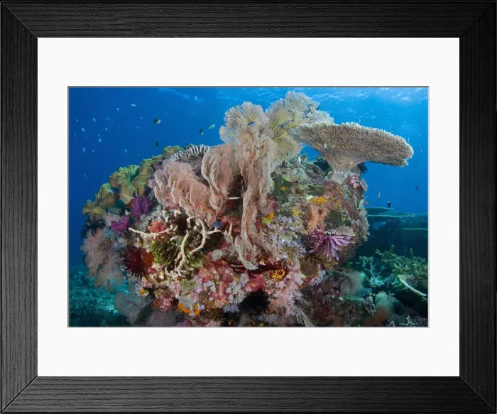 Framed Print : DDE-90024577 Framed Print : DDE-90024577