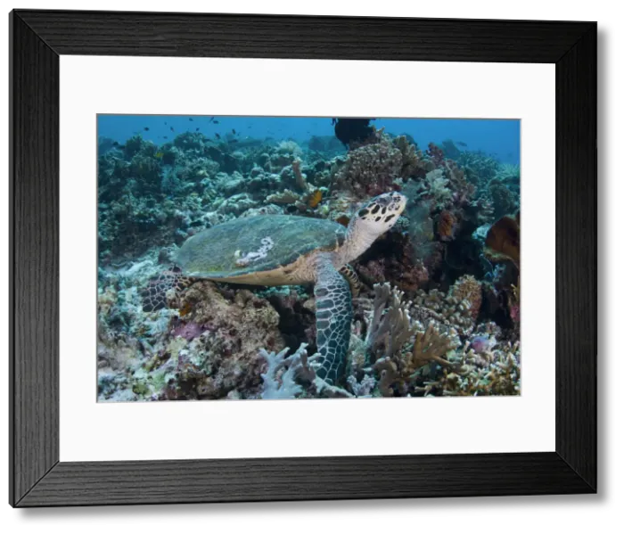 Framed Print : DDE-90024579 Framed Print : DDE-90024579