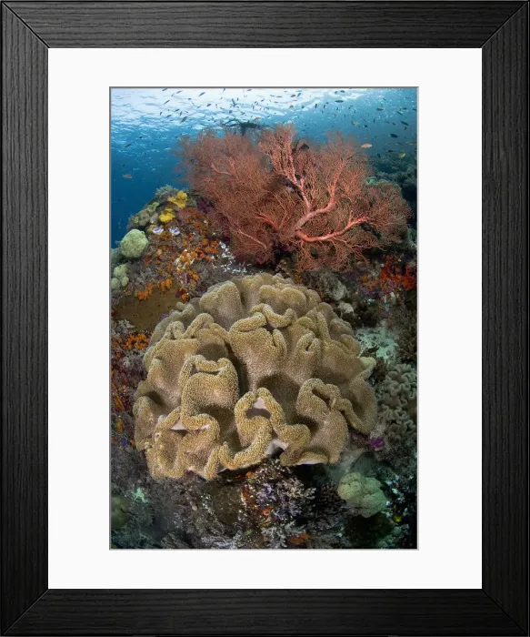 Framed Print : DDE-90024580