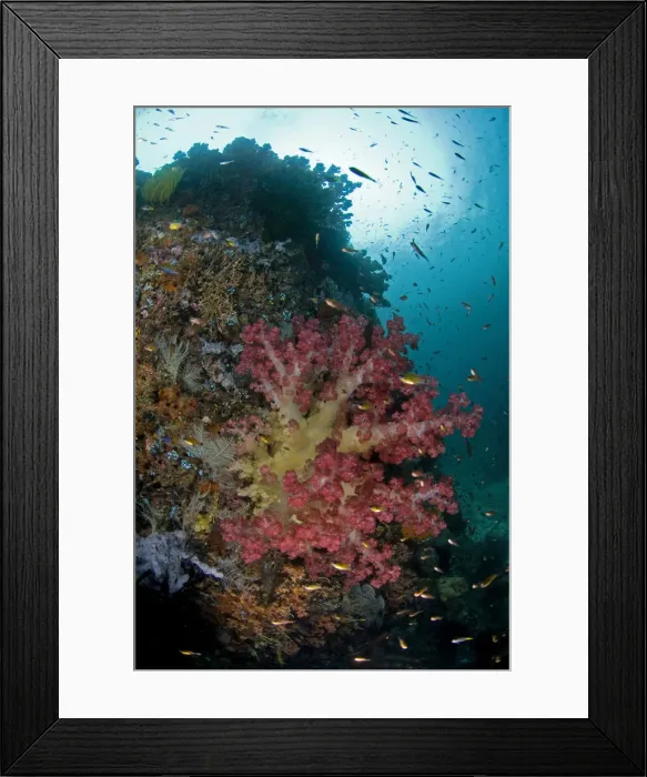 Framed Print : DDE-90024581 Framed Print : DDE-90024581