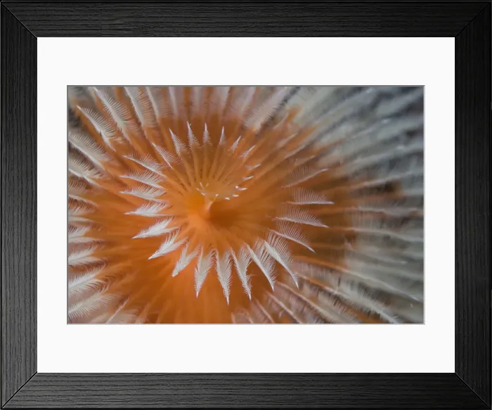 Framed Print : DDE-90024582 Framed Print : DDE-90024582
