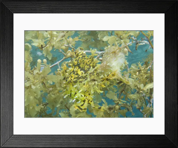 Framed Print : DDE-90024583 Framed Print : DDE-90024583