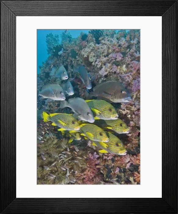 Framed Print : DDE-90024584 Framed Print : DDE-90024584
