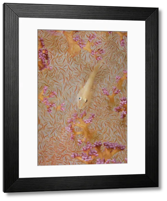 Framed Print : DDE-90024585 Framed Print : DDE-90024585