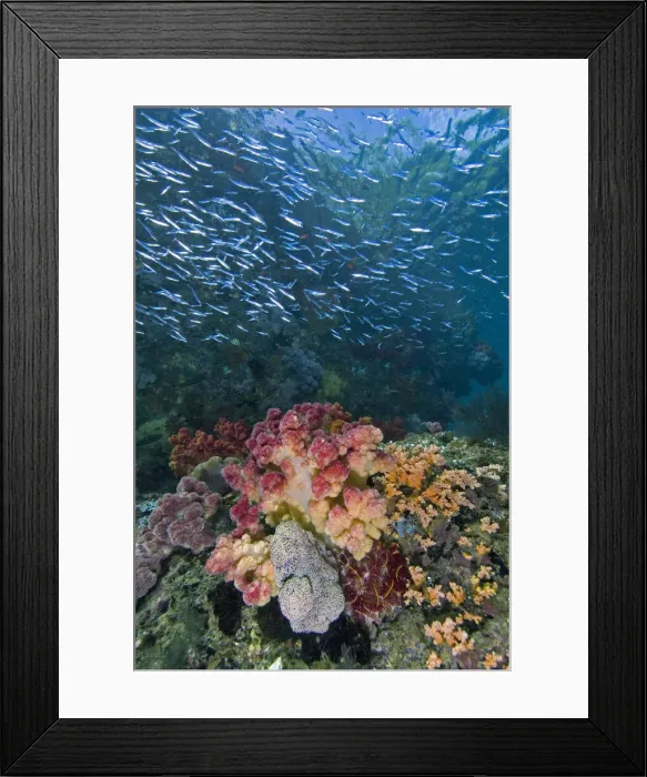 Framed Print : DDE-90024586 Framed Print : DDE-90024586