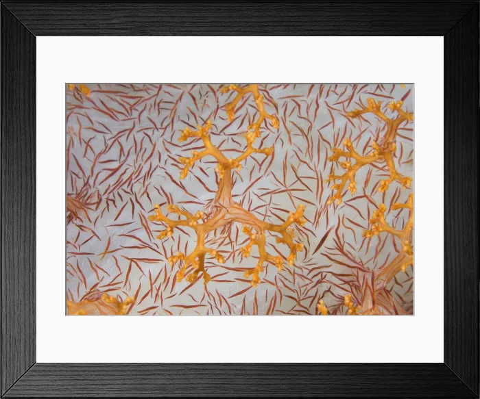 Framed Print : DDE-90024588 Framed Print : DDE-90024588