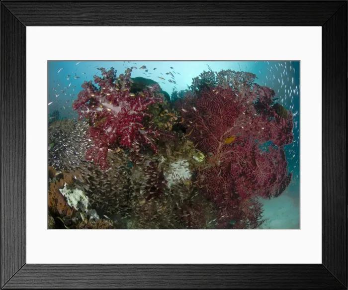 Framed Print : DDE-90024589 Framed Print : DDE-90024589