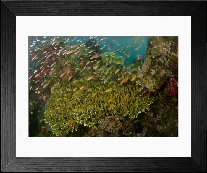 Framed Print : DDE-90024590 Framed Print : DDE-90024590