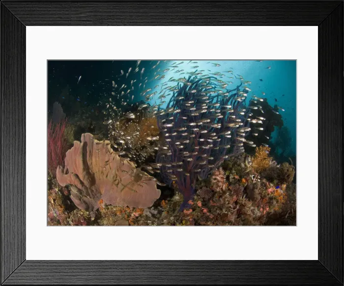 Framed Print : DDE-90024591 Framed Print : DDE-90024591
