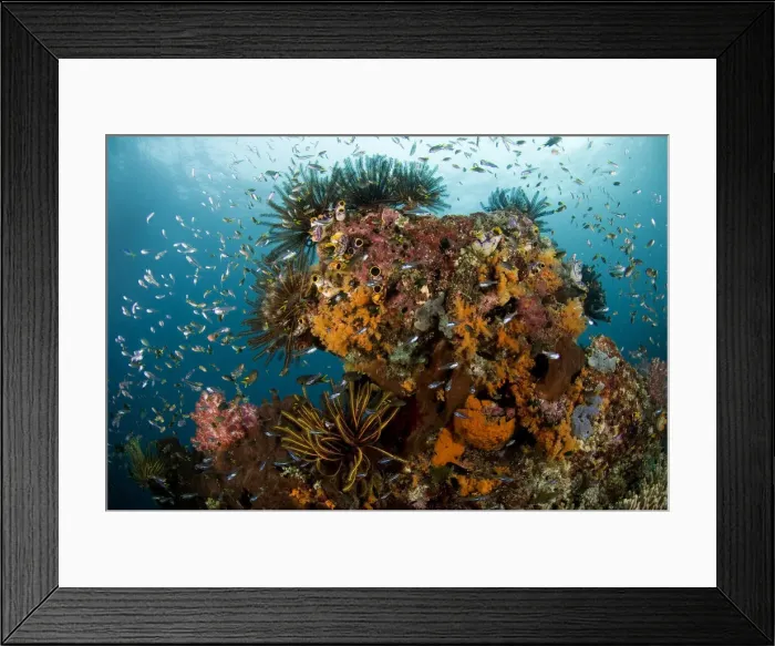 Framed Print : DDE-90024592 Framed Print : DDE-90024592