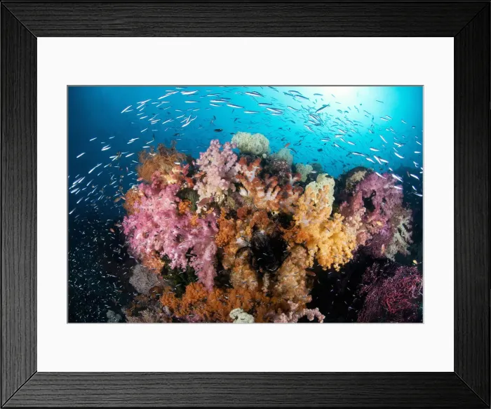 Framed Print : DDE-90024593 Framed Print : DDE-90024593