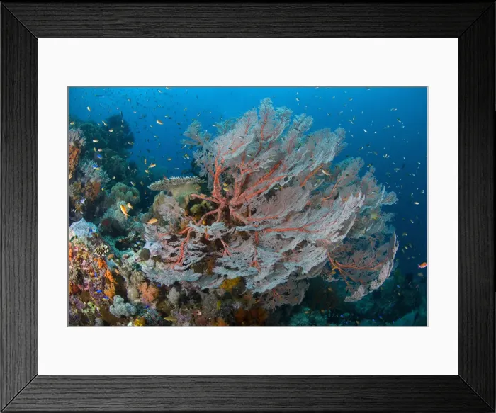 Framed Print : DDE-90024594 Framed Print : DDE-90024594