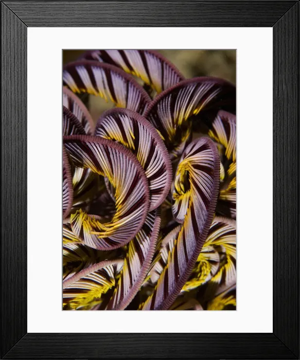 Framed Print : DDE-90024595 Framed Print : DDE-90024595