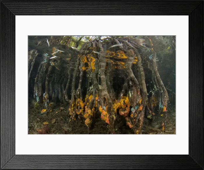 Framed Print : DDE-90024596 Framed Print : DDE-90024596
