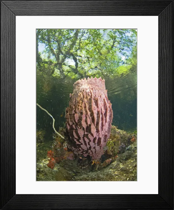 Framed Print : DDE-90024597 Framed Print : DDE-90024597