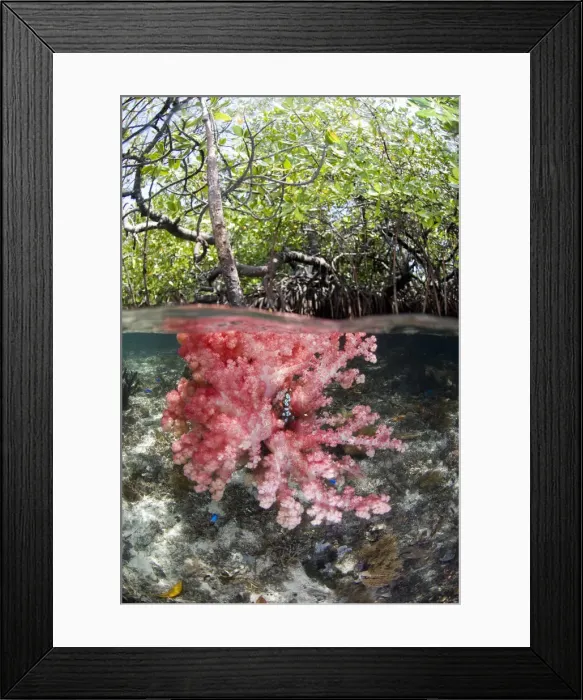 Framed Print : DDE-90024598 Framed Print : DDE-90024598