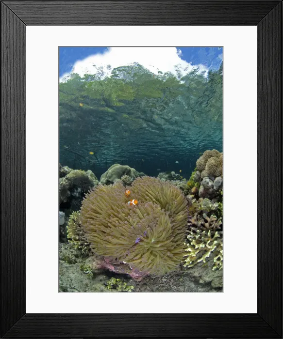 Framed Print : DDE-90024599 Framed Print : DDE-90024599