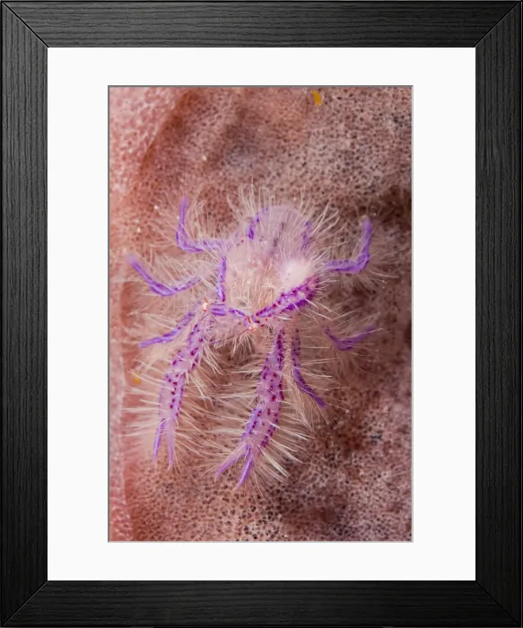 Framed Print : DDE-90024600 Framed Print : DDE-90024600