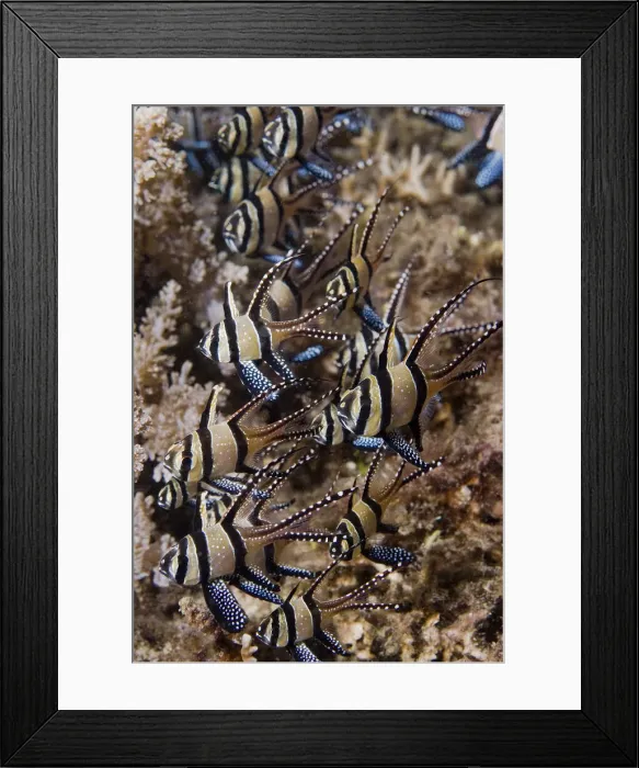 Framed Print : DDE-90024601