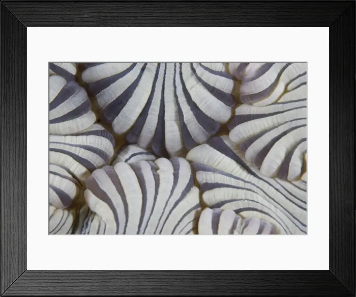 Framed Print : DDE-90024602 Framed Print : DDE-90024602