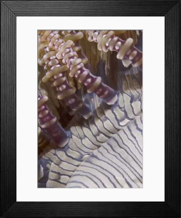 Framed Print : DDE-90024603 Framed Print : DDE-90024603
