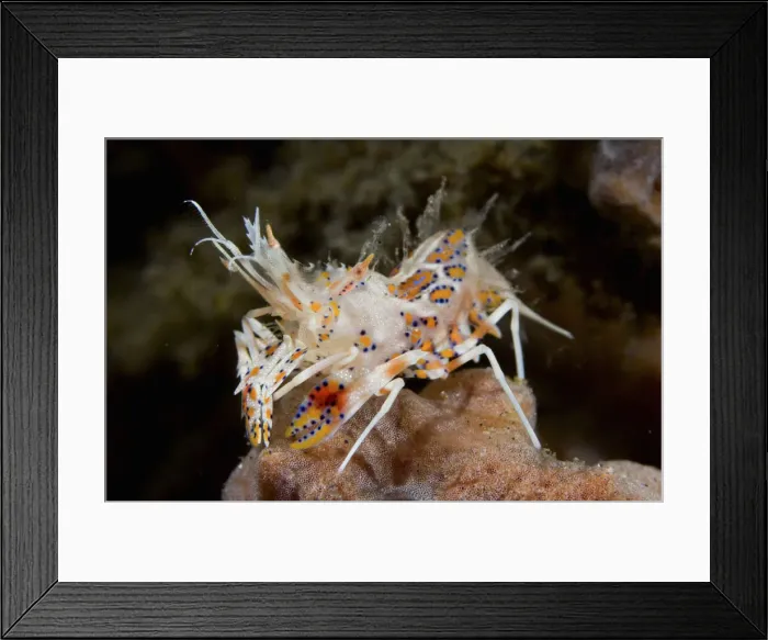 Framed Print : DDE-90024604 Framed Print : DDE-90024604