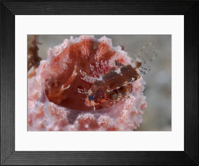 Framed Print : DDE-90024605 Framed Print : DDE-90024605