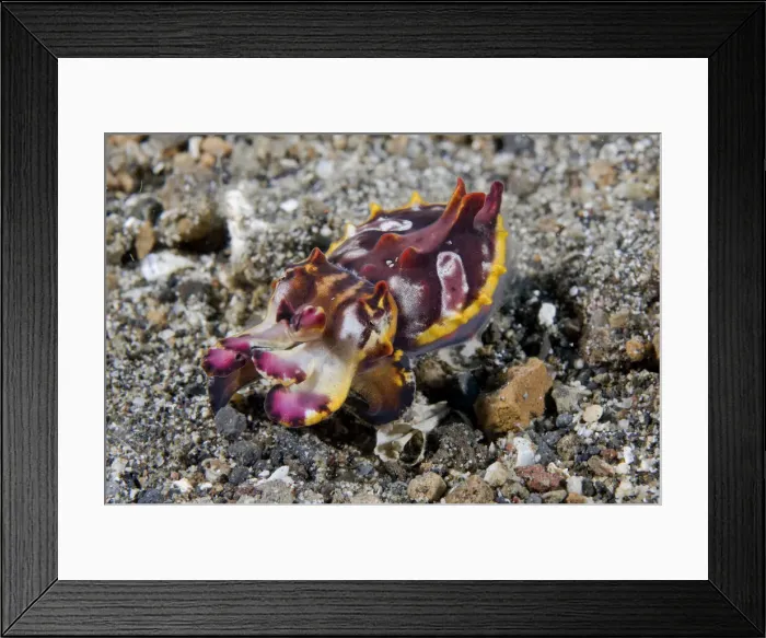 Framed Print : DDE-90024606 Framed Print : DDE-90024606