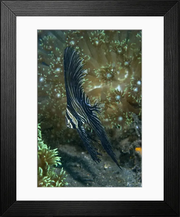 Framed Print : DDE-90024607